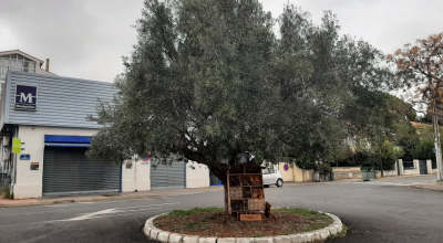 Place de l'olivier - Près D'Arènes